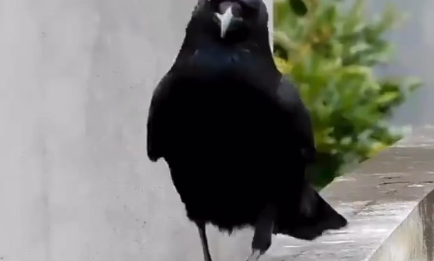 Sassy crow perfects her walk for the runway