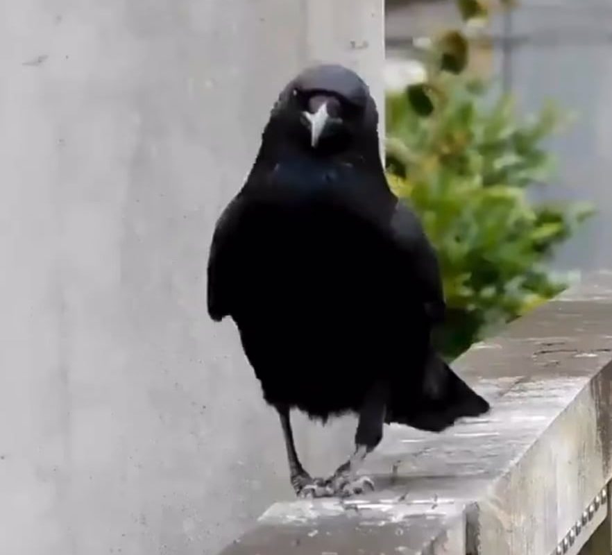 Sassy crow perfects her walk for the runway