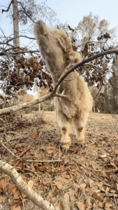 Scratching that hard to reach itch