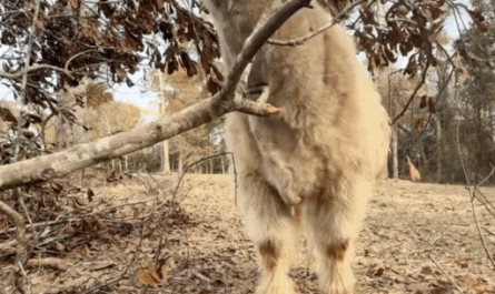 Scratching that hard to reach itch