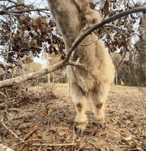 Scratching that hard to reach itch