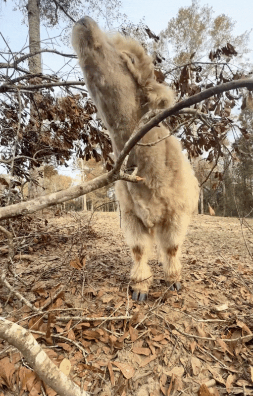 Scratching that hard to reach itch