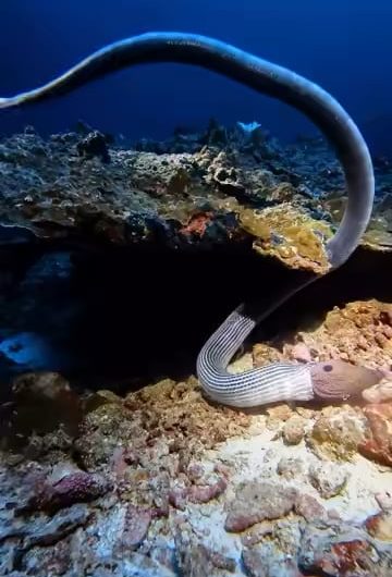 Sea snake eating a moray