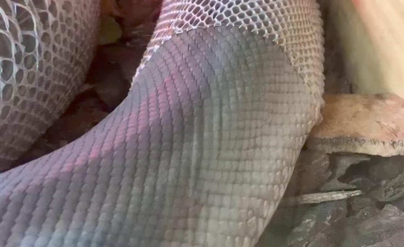 Snake's perfect skin shedding