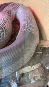 Snake's perfect skin shedding