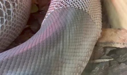 Snake's perfect skin shedding