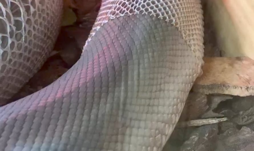 Snake’s perfect skin shedding