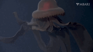 Stygiomedusa gigantea (ghost jellyfish) have arms that can grow more than 10 metres long and scientists believe these are used to grab and trap prey.