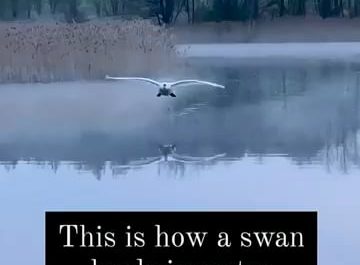 Swan with a smooth landing