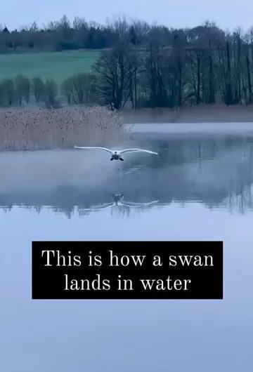Swan with a smooth landing