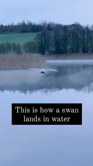 Swan with a smooth landing