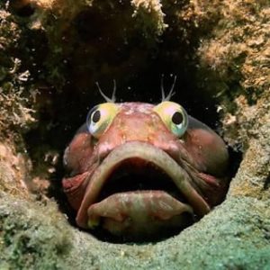 The 'Flesh-Tearer': This is Sarcastic Fringehead, a Fish which doesn‘t understand humor