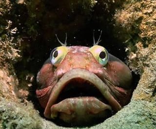 The 'Flesh-Tearer': This is Sarcastic Fringehead, a Fish which doesn‘t understand humor