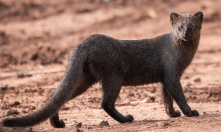 The Jaguarundi is known as an otter cat because it resembles an otter