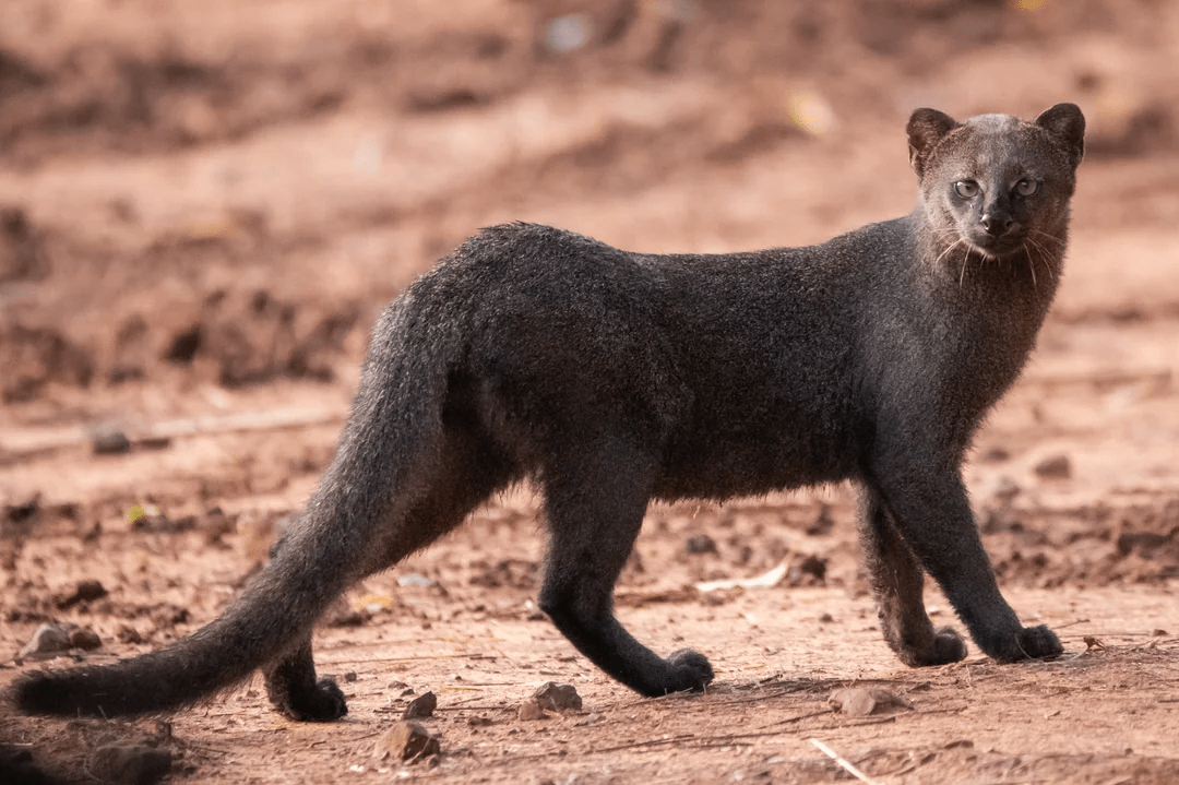 The Jaguarundi is known as an otter cat because it resembles an otter
