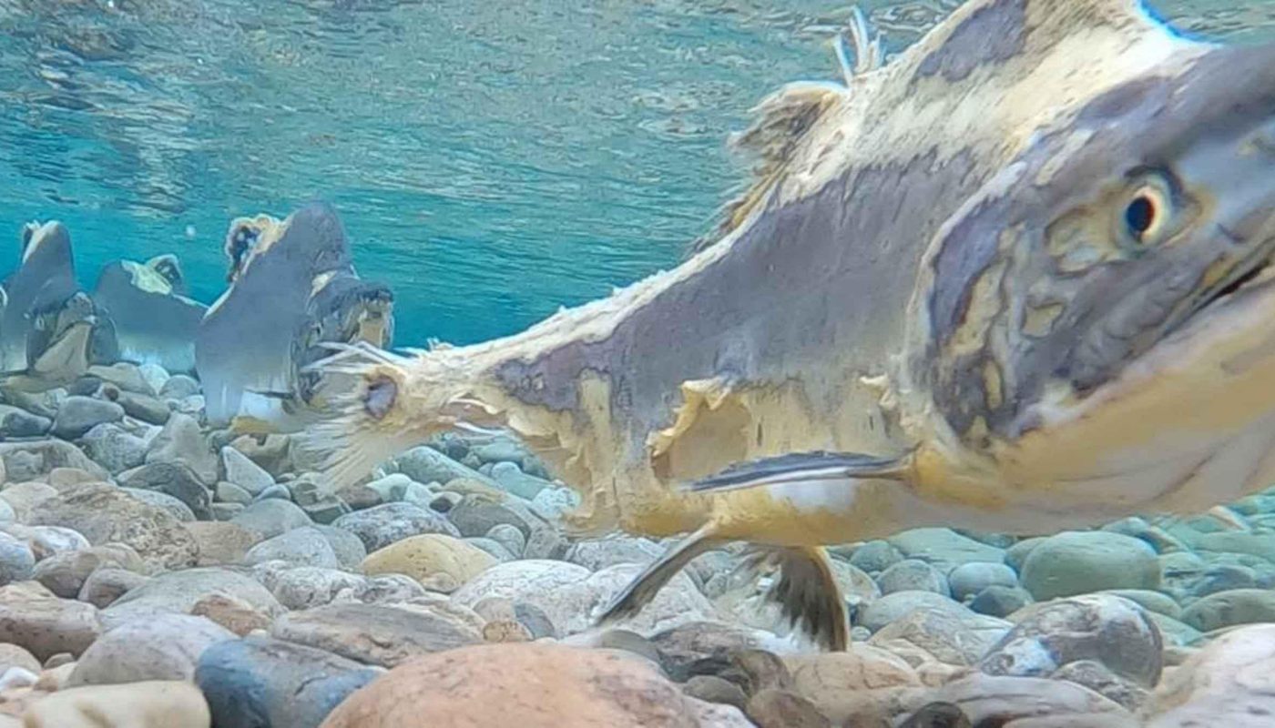 The Pink Salmon (Oncorhynchus gorbuscha) is a literal zombie fish; it starts decaying alive after spawning