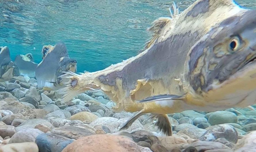 The Pink Salmon (Oncorhynchus gorbuscha) is a literal zombie fish; it starts decaying alive after spawning