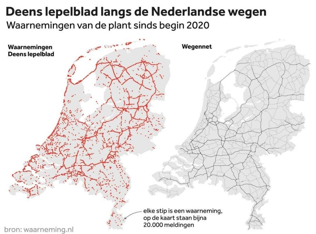 The distribution of Danish scurvygrass (Cochlearia danica; left), a salt-tolerant coastal plant, overlaps almost perfectly with the Dutch road network (right), due to salt gritting on the roads in winter time