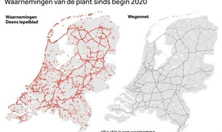 The distribution of Danish scurvygrass (Cochlearia danica; left), a salt-tolerant coastal plant, overlaps almost perfectly with the Dutch road network (right), due to salt gritting on the roads in winter time