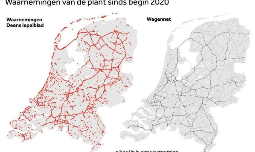 The distribution of Danish scurvygrass (Cochlearia danica; left), a salt-tolerant coastal plant, overlaps almost perfectly with the Dutch road network (right), due to salt gritting on the roads in winter time