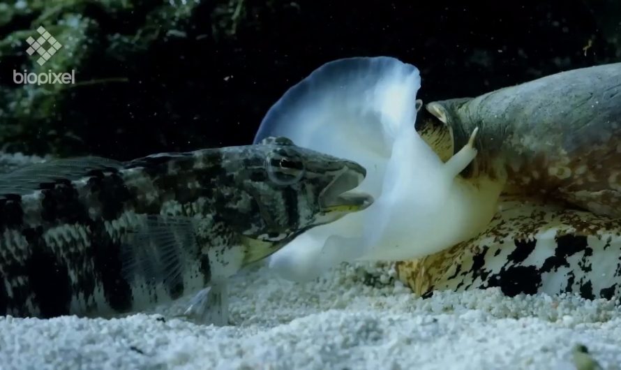 The geographic cone snail releases insulin into the water to stun its prey, then moves in to engulf and harpoon the fish with deadly neurotoxins