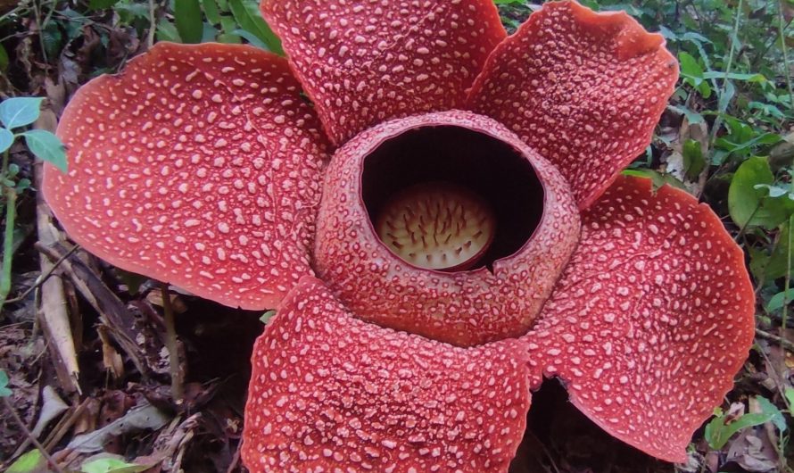 The largest flower on earth (and also the smelliest), meet the Corpse Lily (also known as Rafflesia)