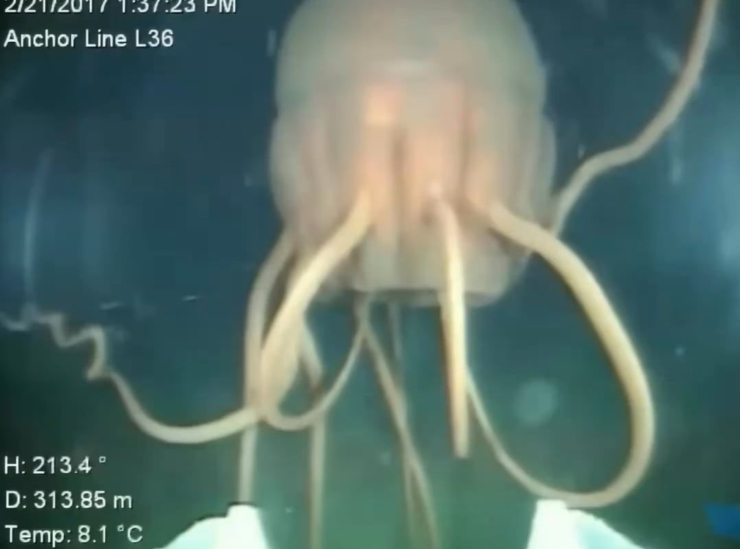 The periphylla jellyfish is the Alien facehugger of the deep