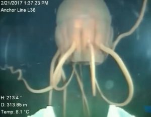 The periphylla jellyfish is the Alien facehugger of the deep