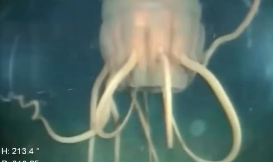 The periphylla jellyfish is the Alien facehugger of the deep