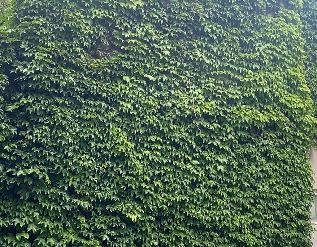 The way the wind moves through this wall covered in vines