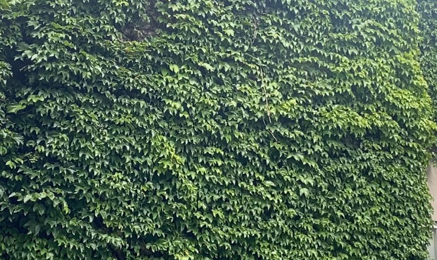 The way the wind moves through this wall covered in vines
