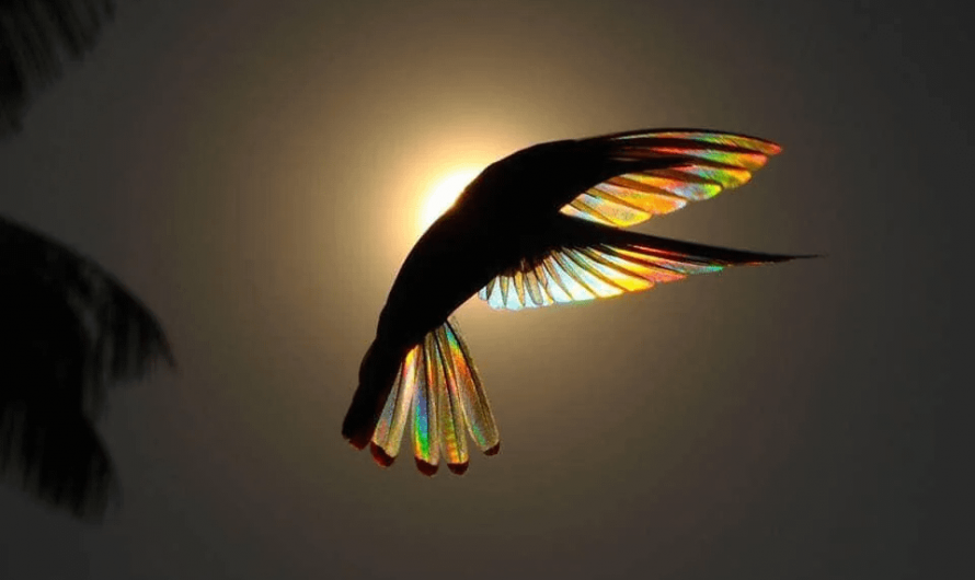 The wings of a hummingbird against the sun