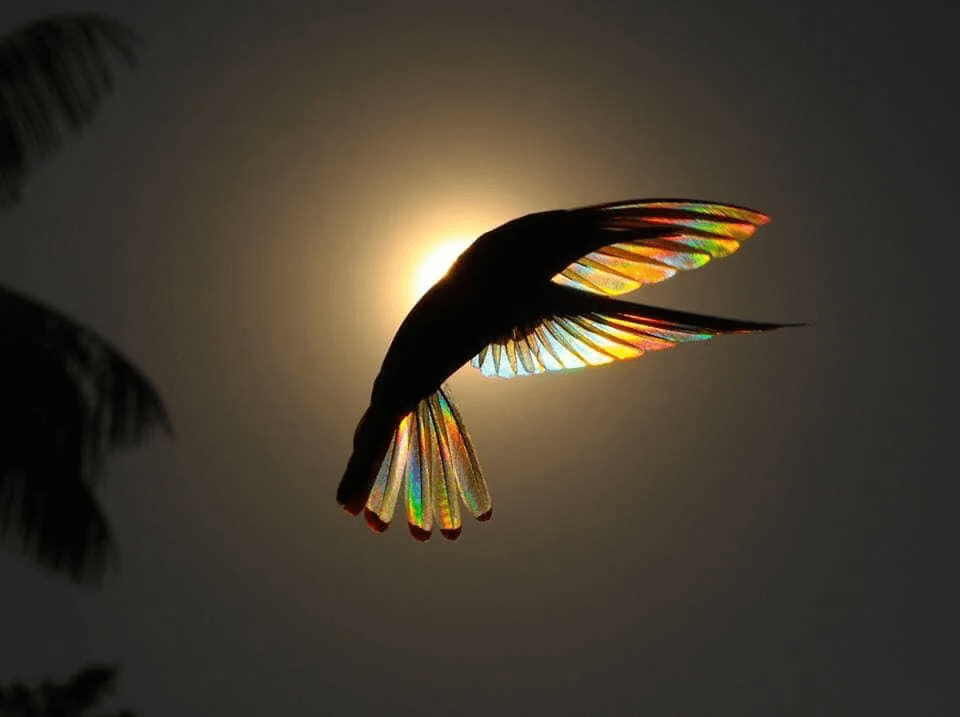 The wings of a hummingbird against the sun