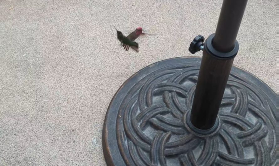These two Hummingbirds fighting. I had no idea they fought.