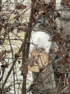 This Albino Squirrel Lives in my Dad’s Backyard