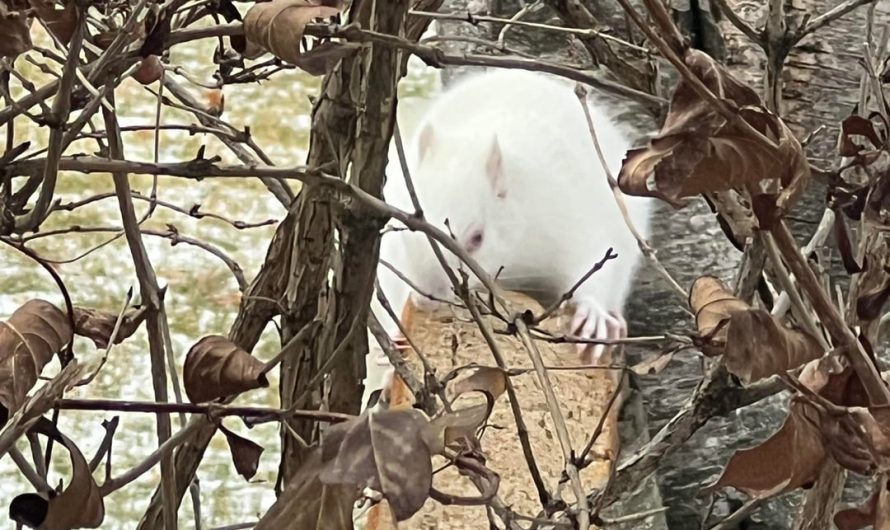 This Albino Squirrel Lives in my Dad’s Backyard