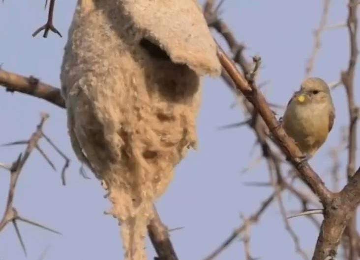 This bird nest has a secret “false entrance” cleverly designed to confuse predators.