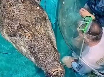 This glass cage (called the cage of death) is an Australian attraction of Crocosaurus Cove. With a limit of 2 people one can get close with a huge salt water Crocodile for 15 minutes.