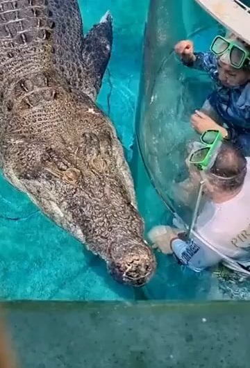 This glass cage (called the cage of death) is an Australian attraction of Crocosaurus Cove. With a limit of 2 people one can get close with a huge salt water Crocodile for 15 minutes.