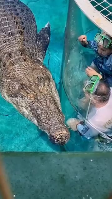 This glass cage (called the cage of death) is an Australian attraction of Crocosaurus Cove. With a limit of 2 people one can get close with a huge salt water Crocodile for 15 minutes.