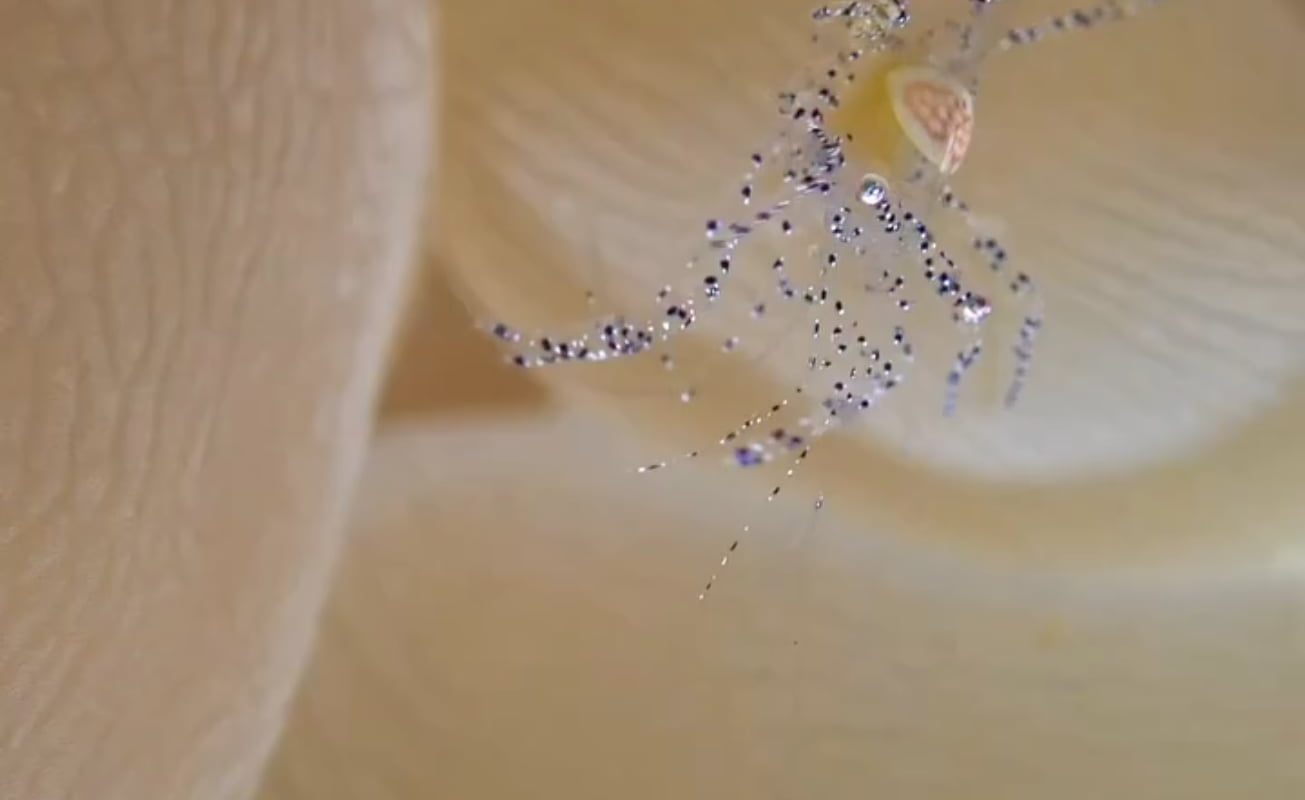 This is Hamopontonia physogrya (a rare and very small bubble coral shrimp), crawling into its symbiotic bubble coral