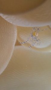 This is Hamopontonia physogrya (a rare and very small bubble coral shrimp), crawling into its symbiotic bubble coral