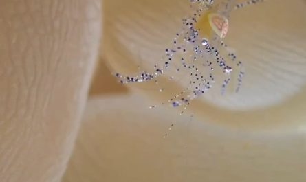 This is Hamopontonia physogrya (a rare and very small bubble coral shrimp), crawling into its symbiotic bubble coral