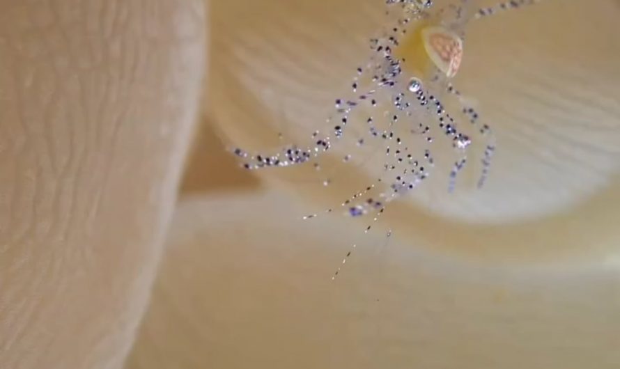 This is Hamopontonia physogrya (a rare and very small bubble coral shrimp), crawling into its symbiotic bubble coral