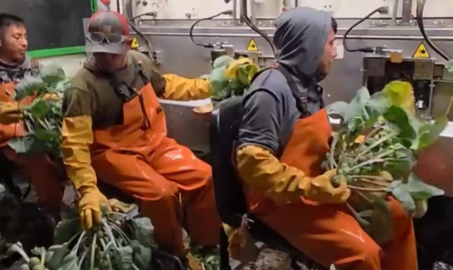 This is how Brussel sprouts are harvested