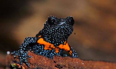 This is the rare Galaxy frog, listed as Vulnerable to Extinct by IUCN, found exclusively in Western Ghats