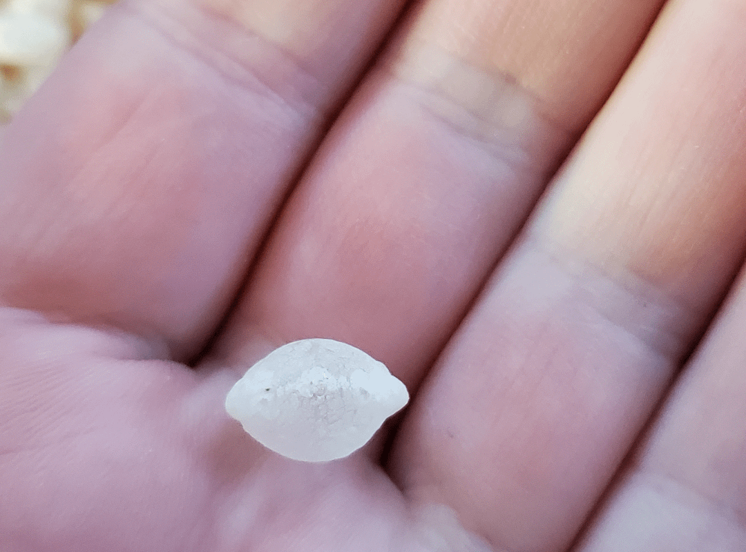 This perfectly puffed grain of rice in my cereal.