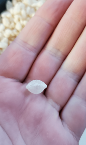 This perfectly puffed grain of rice in my cereal.