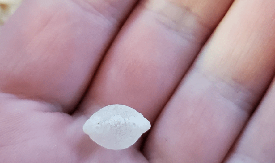 This perfectly puffed grain of rice in my cereal.