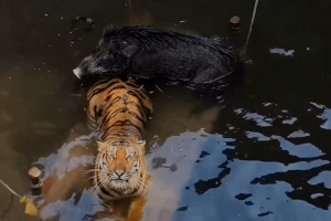 Tigress and wild boar were found huddled together in a well with their heads raised above the water to breathe, in India. They were later rescued.